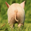Pork butt