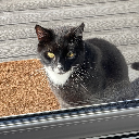 Marcelo