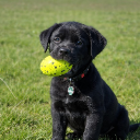 oogli