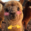 llama