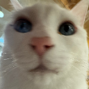 하루º