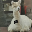 Alpaca