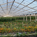 Aseel farm
